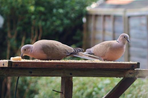 Collared Doves - Dinning