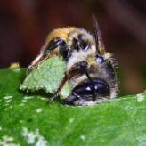 Megachile (Megachile) centuncularis - Leaf Cutter Bee