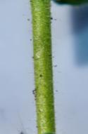 Veronica arvensis stalk