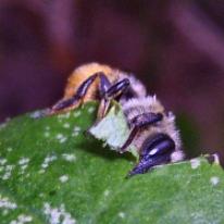 Megachile (Megachile) centuncularis - Leaf Cutter Bee